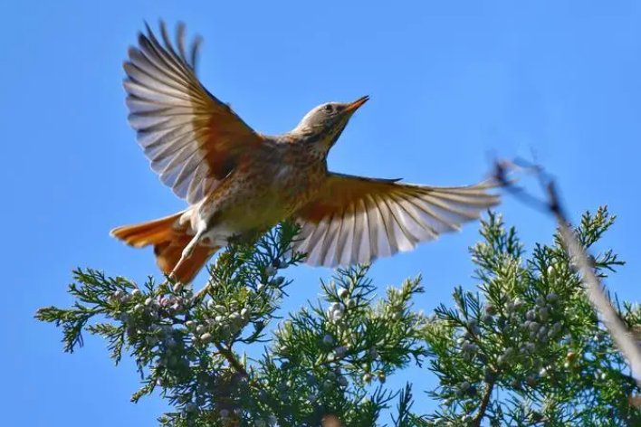 现存的鸟类中没有哪种器官