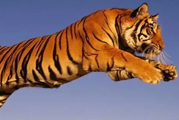 倚马千言打一生肖动物