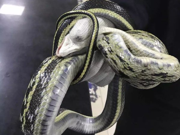 四川阿坝州一窝蛇晒太阳成网红,这些蛇为何会出现在居民区?