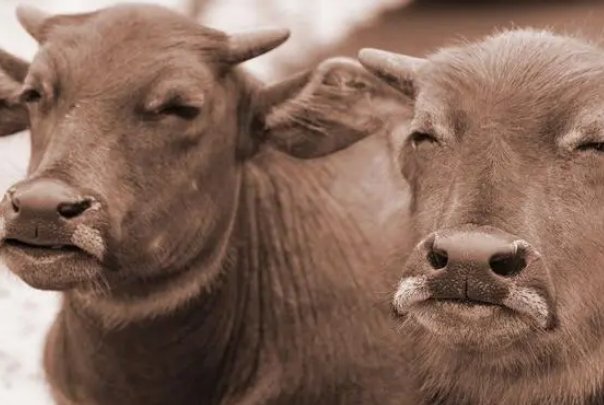 擦亮眼睛猜生肖