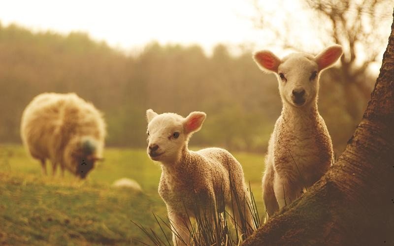 担酒牵羊什么意思