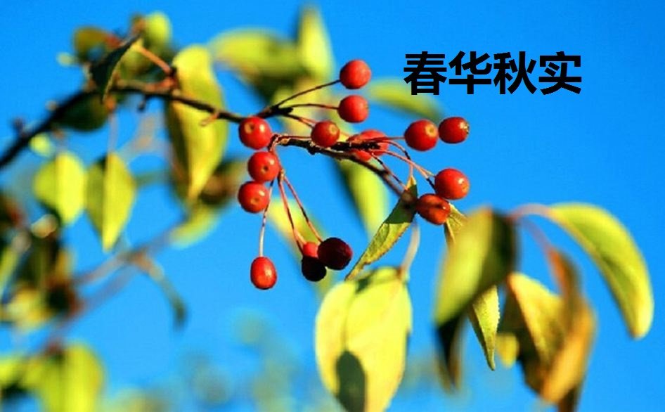 秋实有什么含义、意义、寓意吗？