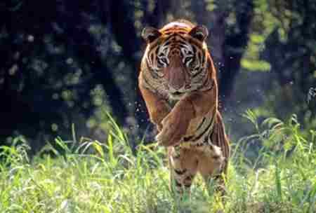 一意孤行是指什么动物