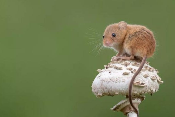 借机上位打一准确生肖