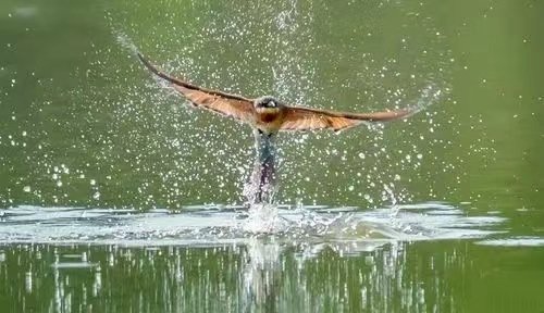 畅快淋漓是什么意思