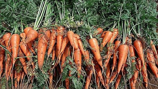 胡萝卜苗长大了需要把茎杆踩倒吗?有什么依据呢?