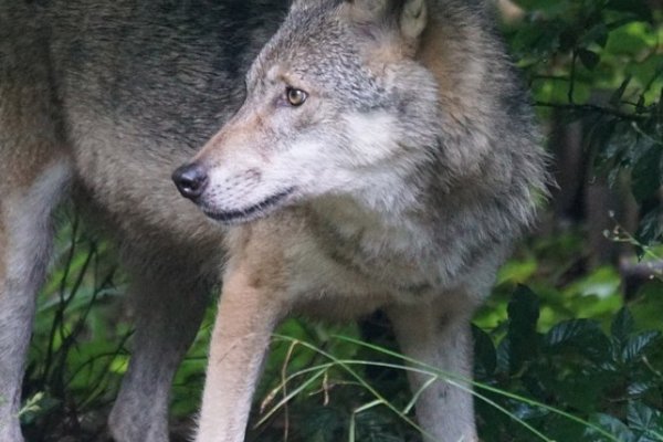 什么是捕食者？