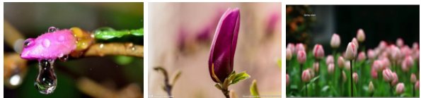 含苞待放什么意思？