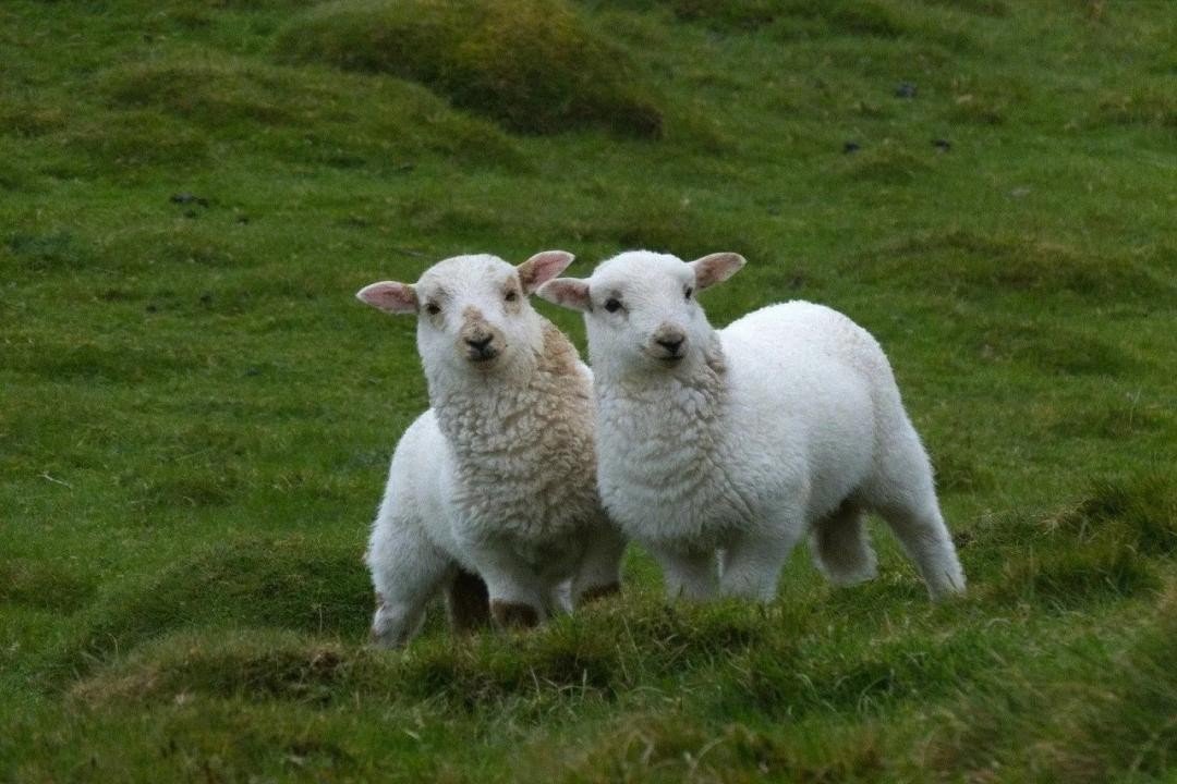 满座寂然打一生肖