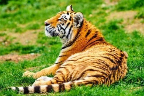 倚马千言打一生肖动物