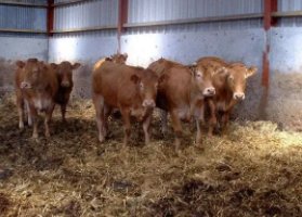 黑龙江一养殖户家中二十多头牛接连死亡，目前有哪些线索？