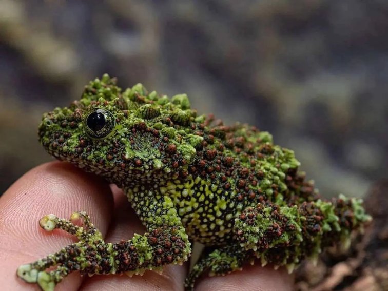 虫字旁有什么字