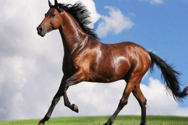 闷声不响比喻什么生肖