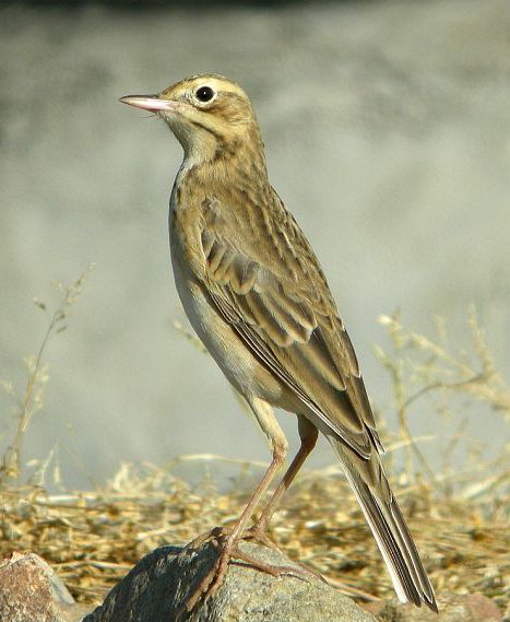 田鹨的生活习性
