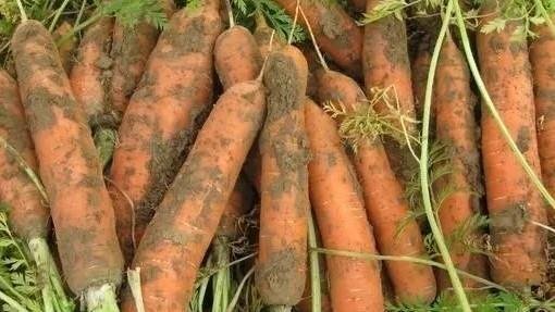 胡萝卜苗长大了需要把茎杆踩倒吗?有什么依据呢?