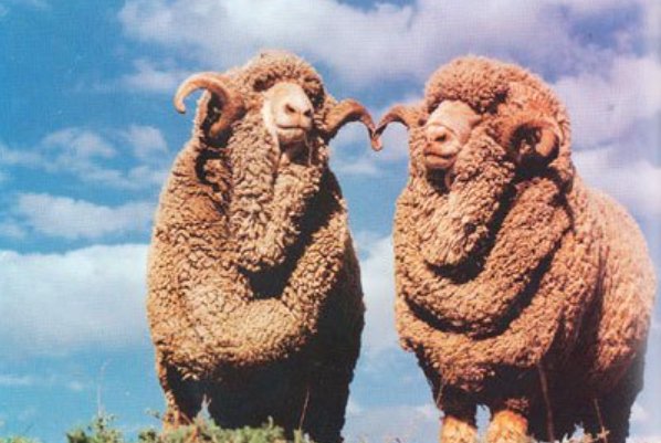 粉面含春指什么生肖