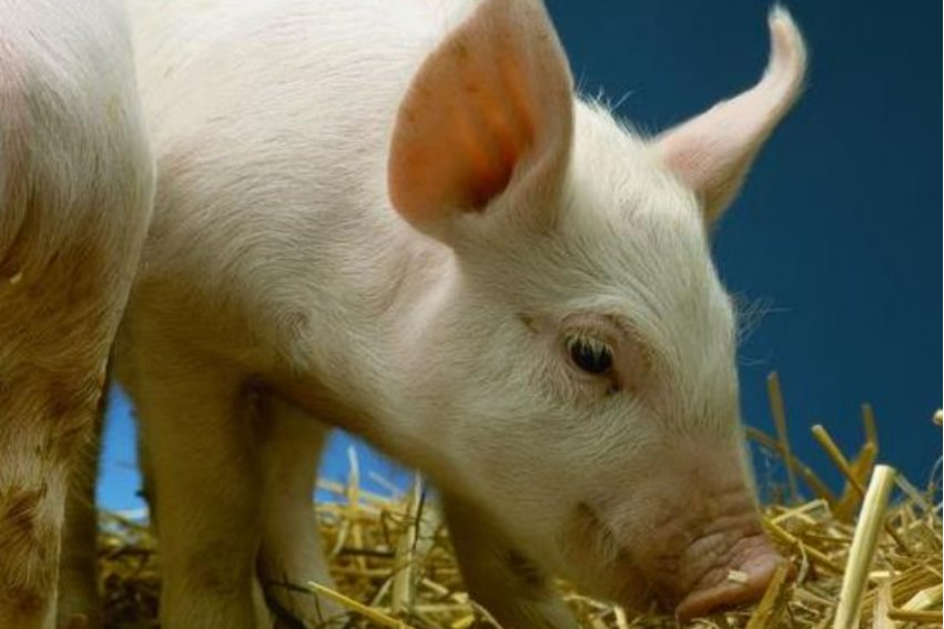 膀大腰圆,打一生肖