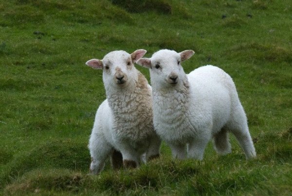 伫候佳音打一准生肖