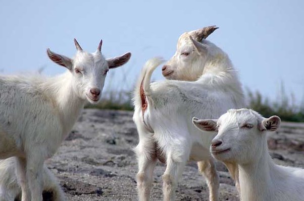 伫候佳音打一准生肖