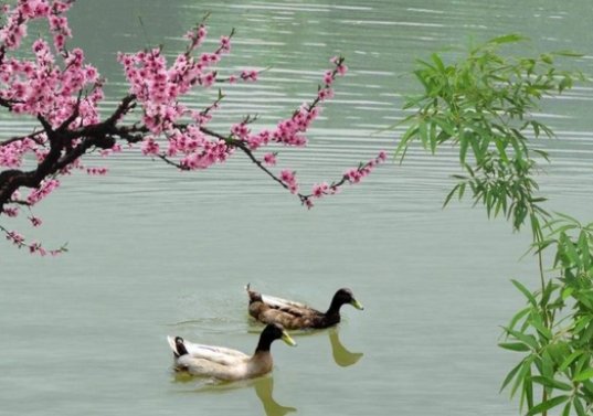 春天古诗最好的10首