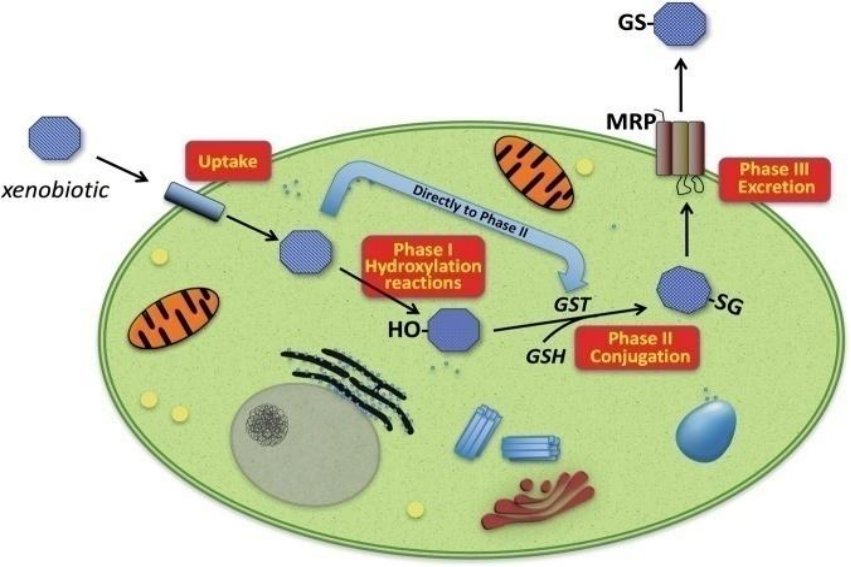 衍生物是什么意思