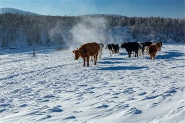 强冷空气影响江苏，最低气温跌至零下，此次冷空气会持续多久？