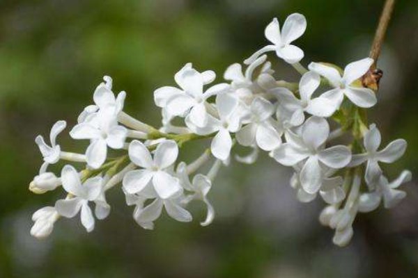 青鸟不传云外信，丁香空结雨中愁。