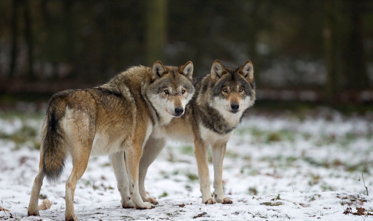 狼亦黠矣，而顷刻两毙，禽兽之变诈几何哉？止增笑耳。翻译