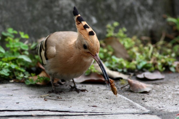 现存的鸟类中没有哪种器官