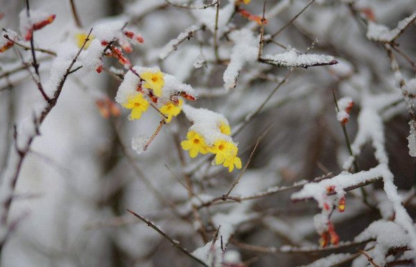 元月是12月还是1月