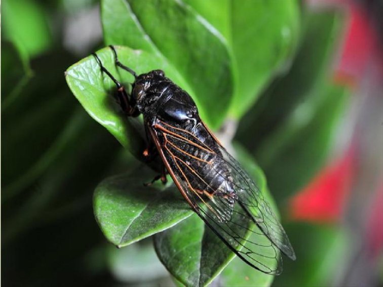 虫字旁有什么字