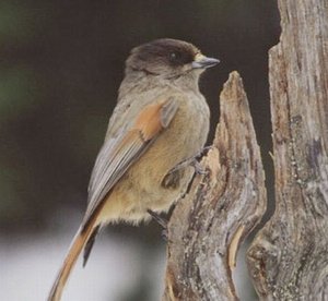 黑头噪鸦的生活习性