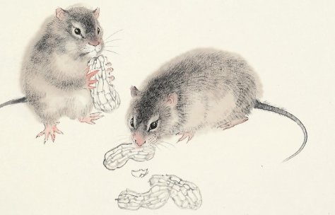 节俭力行是指什么生肖?