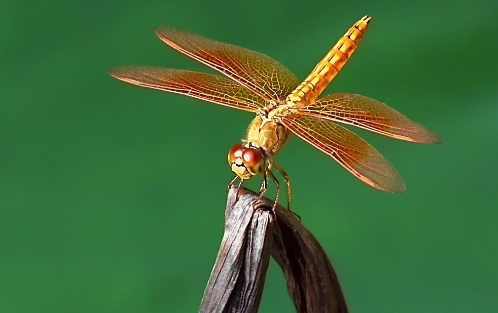 有什么动物是六只脚?