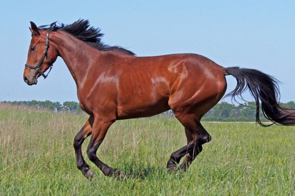 正儿八经打一个正确生肖动物