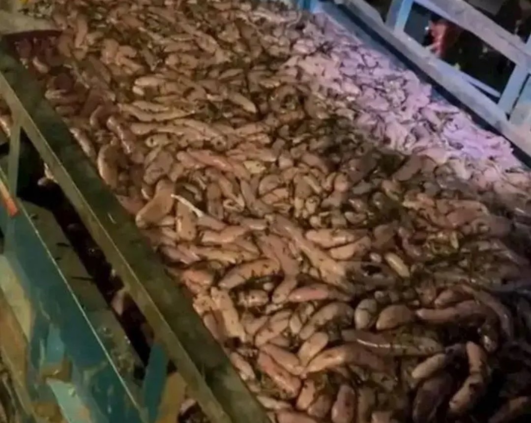 女子连夜开车400里狂捞,烟台大爆发的海肠来源于哪里?