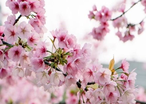 现代诗冰心的繁星短诗