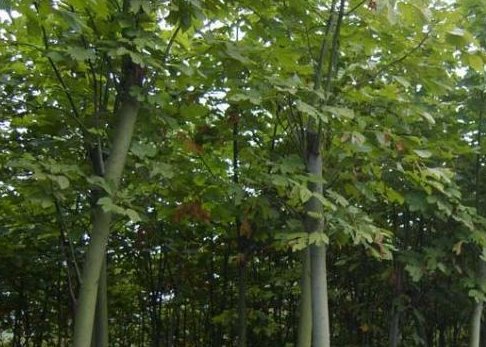 “种得梧桐树，引得凤凰来”，什么意思？