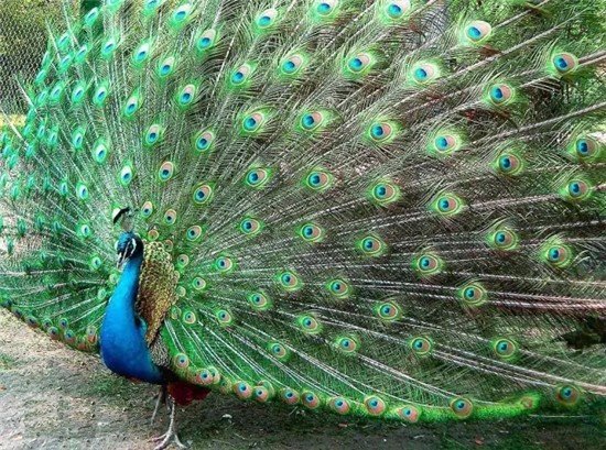 孔雀的天敌是什么动物