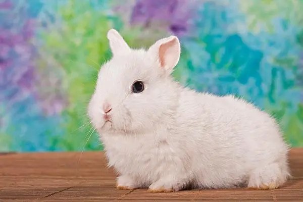 钱兔似锦后一句