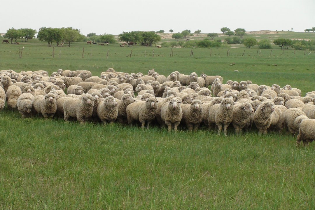 满座寂然打一生肖