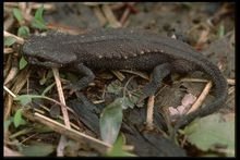 霸王蝾螈的介绍。