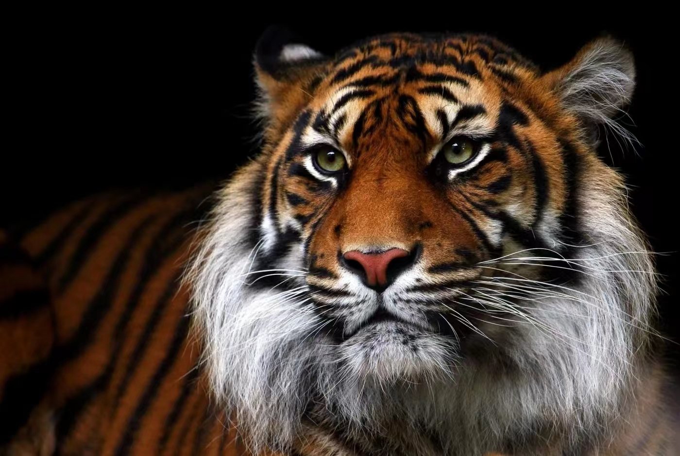 一意孤行是指什么动物