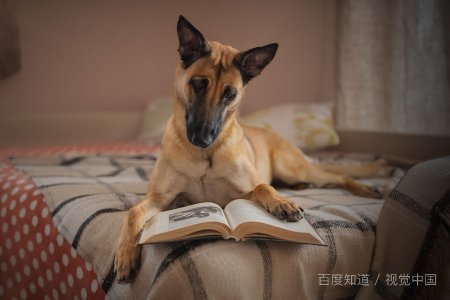 马犬什么颜色最正宗？