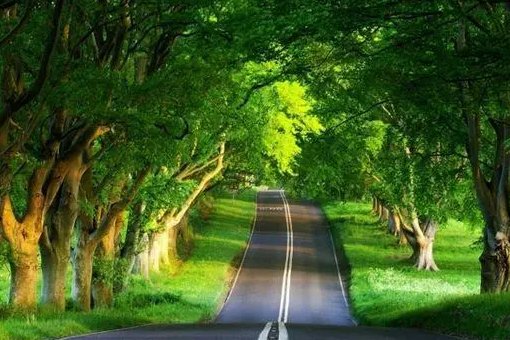 依草附木是什么意思啊