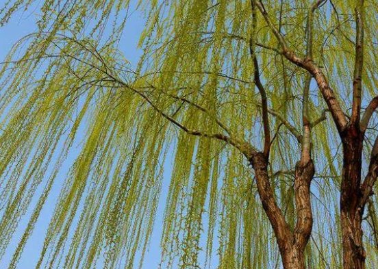 春天古诗最好的10首