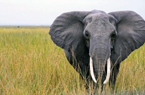 大象的左边耳朵象什么。脑筋急转弯，