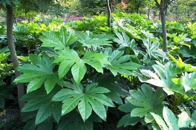 这是什么植物？叶子像梧桐叶的这个