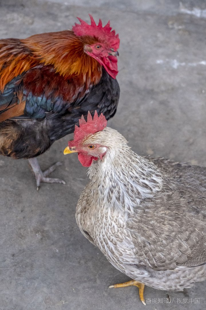 入土为安什么生肖最好？