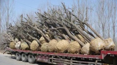 绿化苗木移栽时可以不用树木修剪，真的是这样吗？